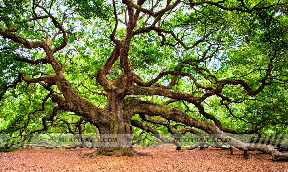 Angel Oak Tree Charleston 