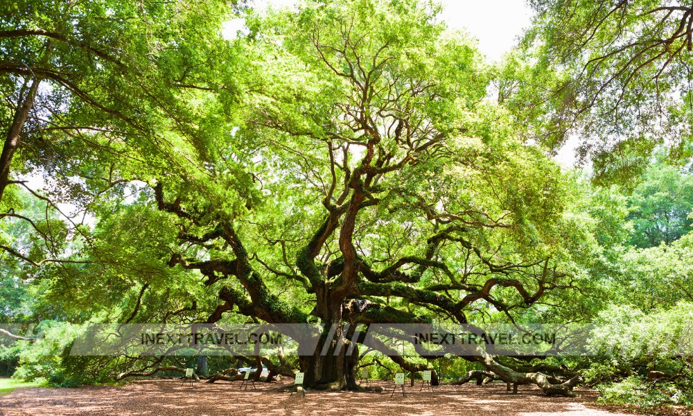 Angel Oak Tree Charleston 