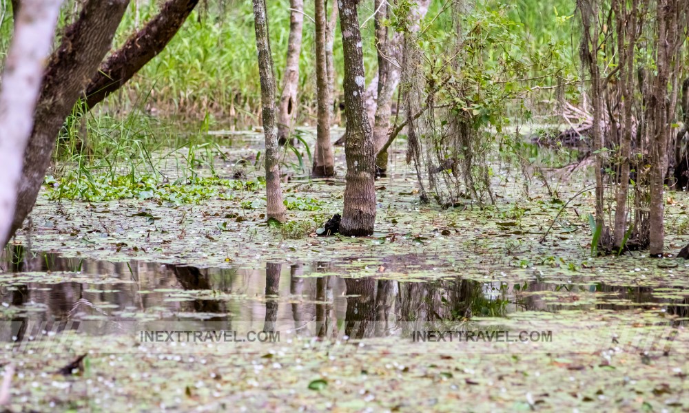 Big Cypress National Preserve