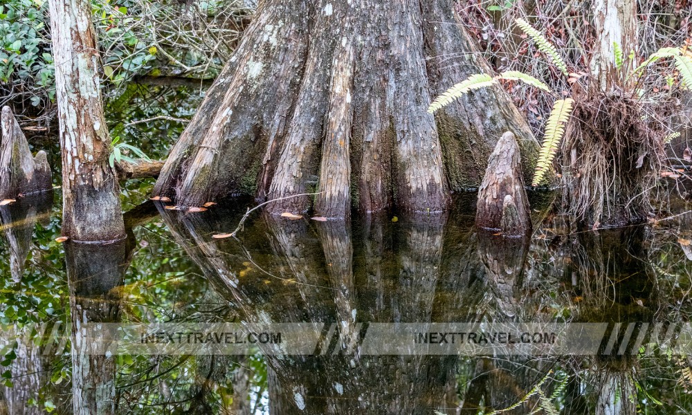 Big Cypress National Preserve