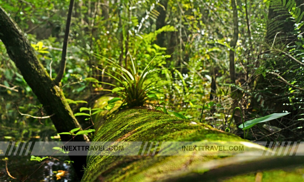 Fakahatchee Strand Preserve State Park