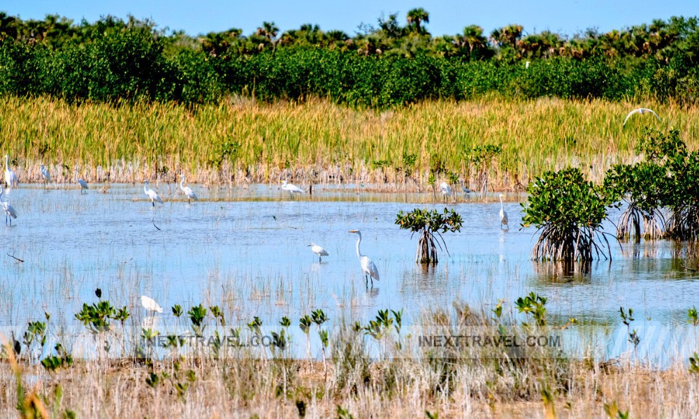 Ten Thousand Islands National Wildlife Refuge