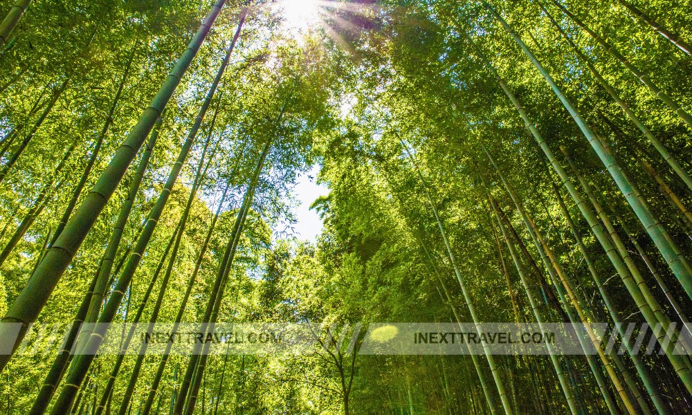 Arashiyama Bamboo Grove Kyoto