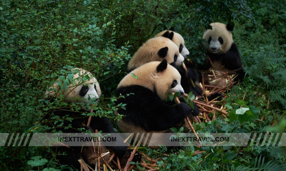 Explore the Chengdu Research Base of Giant Panda Breeding