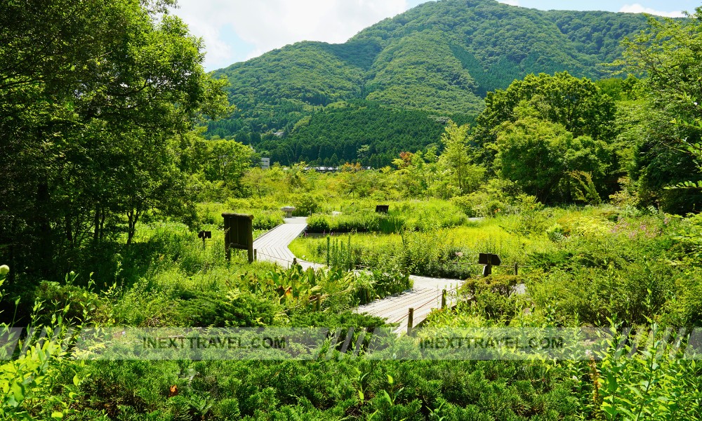 Hakone Botanical Garden of Wetlands