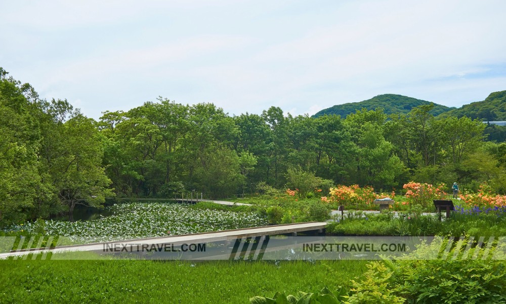 Hakone Botanical Garden of Wetlands