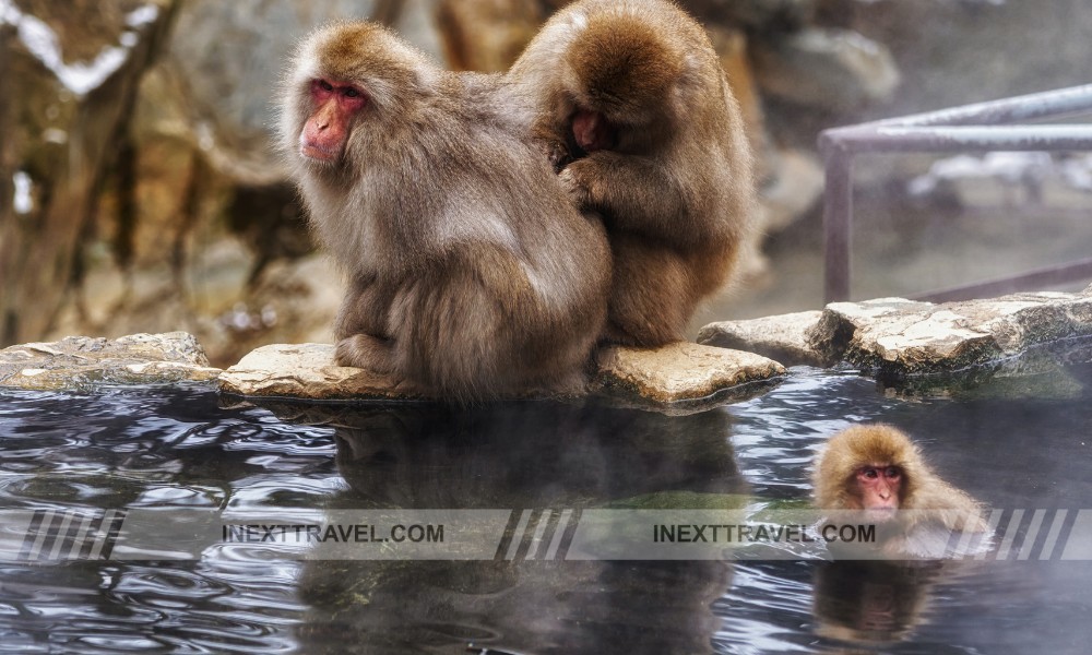 Jigokudani Monkey Park