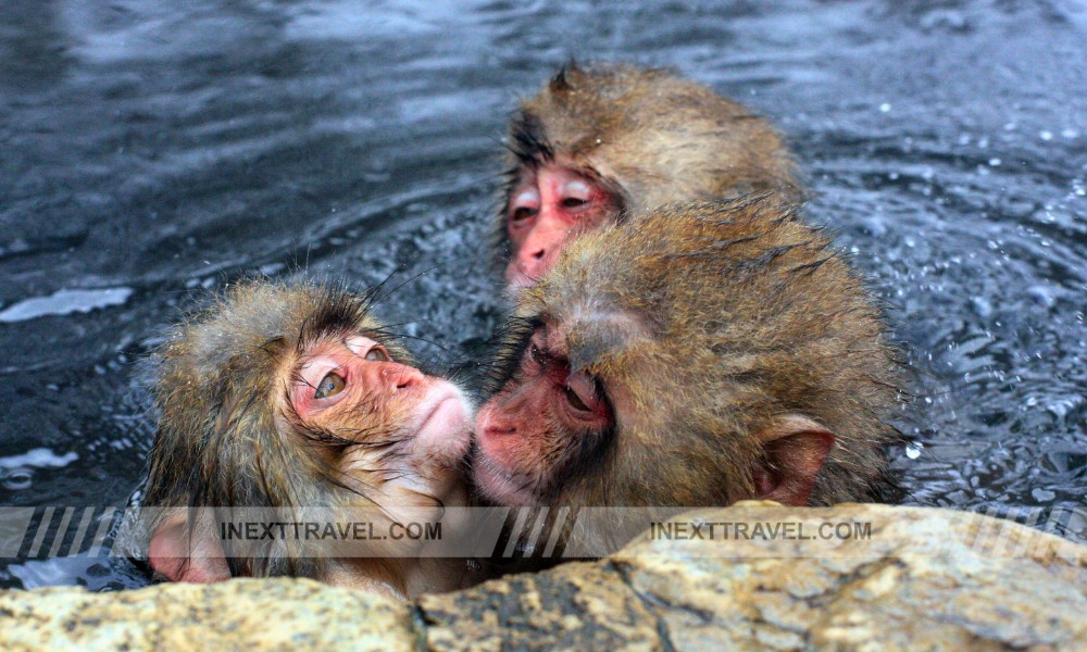 Jigokudani Monkey Park