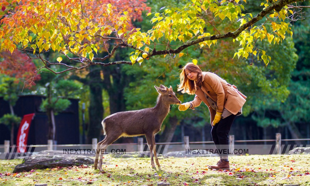 Nara Japan