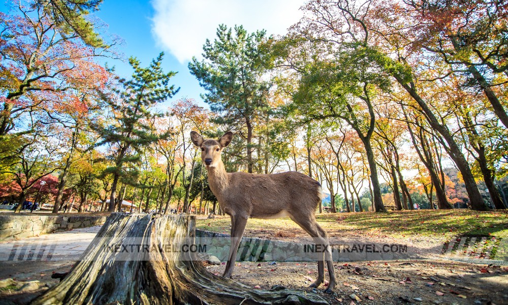 Nara Park