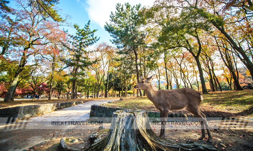 Nara Park