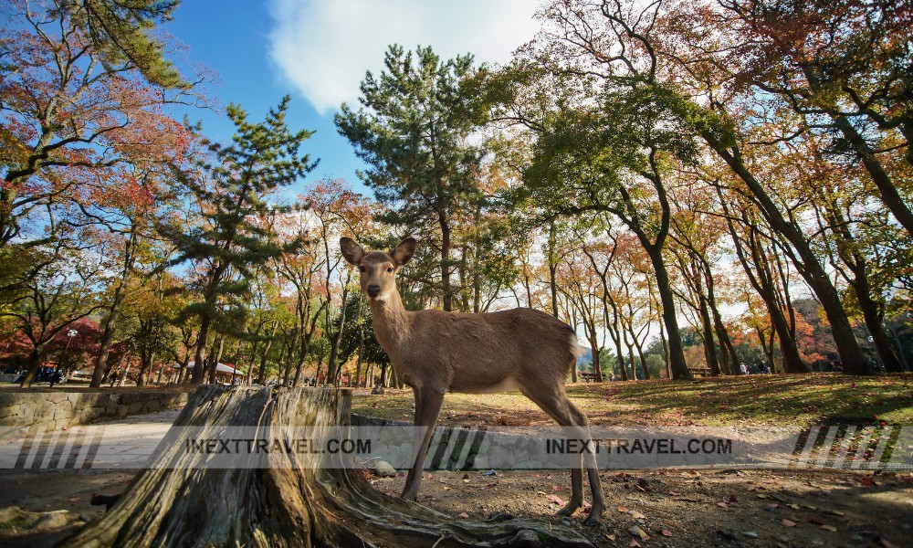 Nara Park Japan