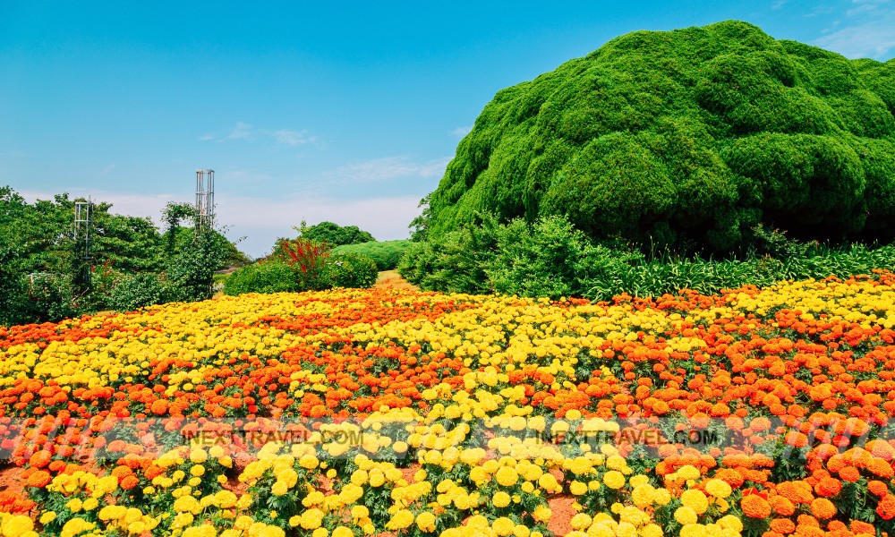 Nokonoshima Island Park Fukuoka