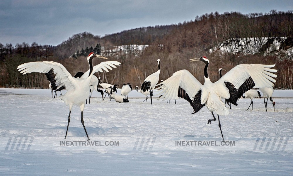 Red-crowned Hokkaido Japan