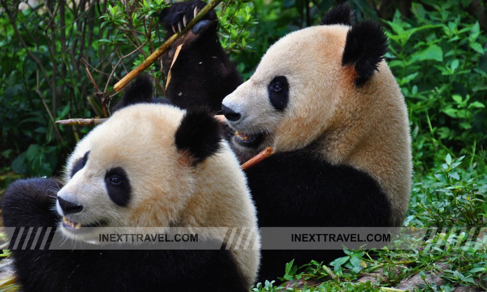 The Giant Pandas of Chengdu