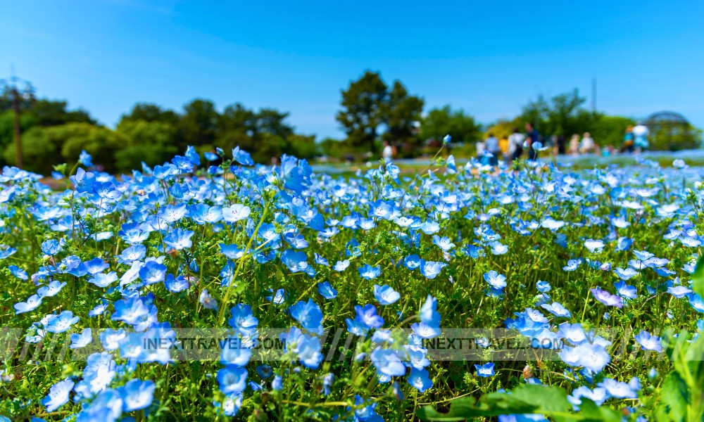 Uminonakamichi Seaside Park