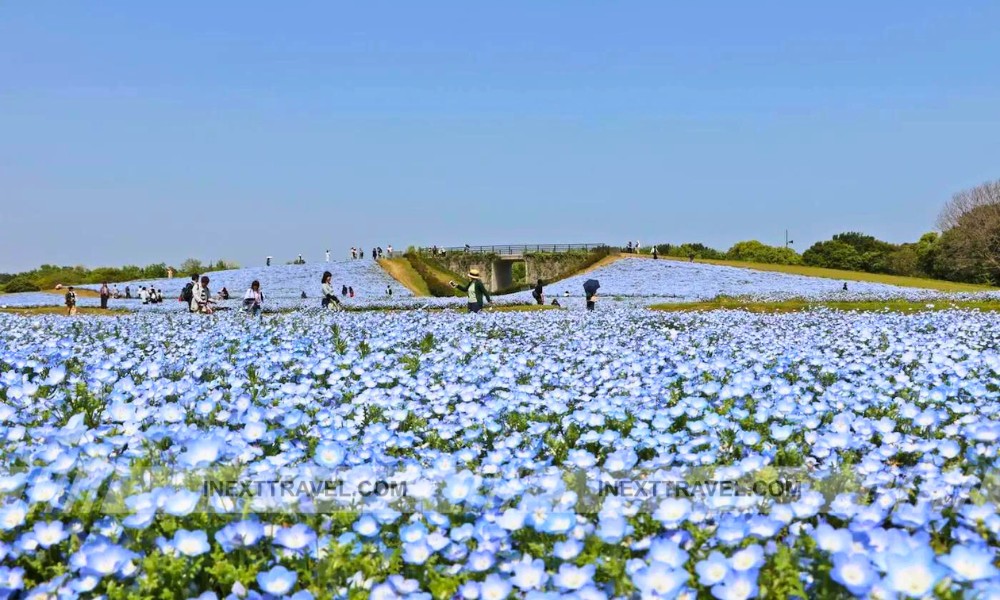 Uminonakamichi Seaside Park