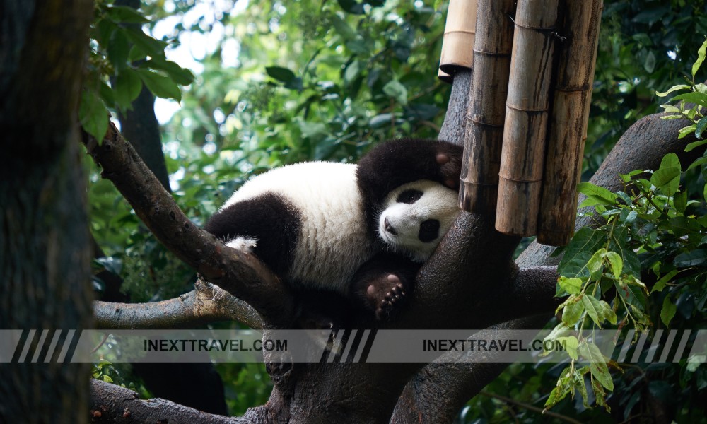 Witness the Wonder of the Chengdu Panda Breeding Research Base